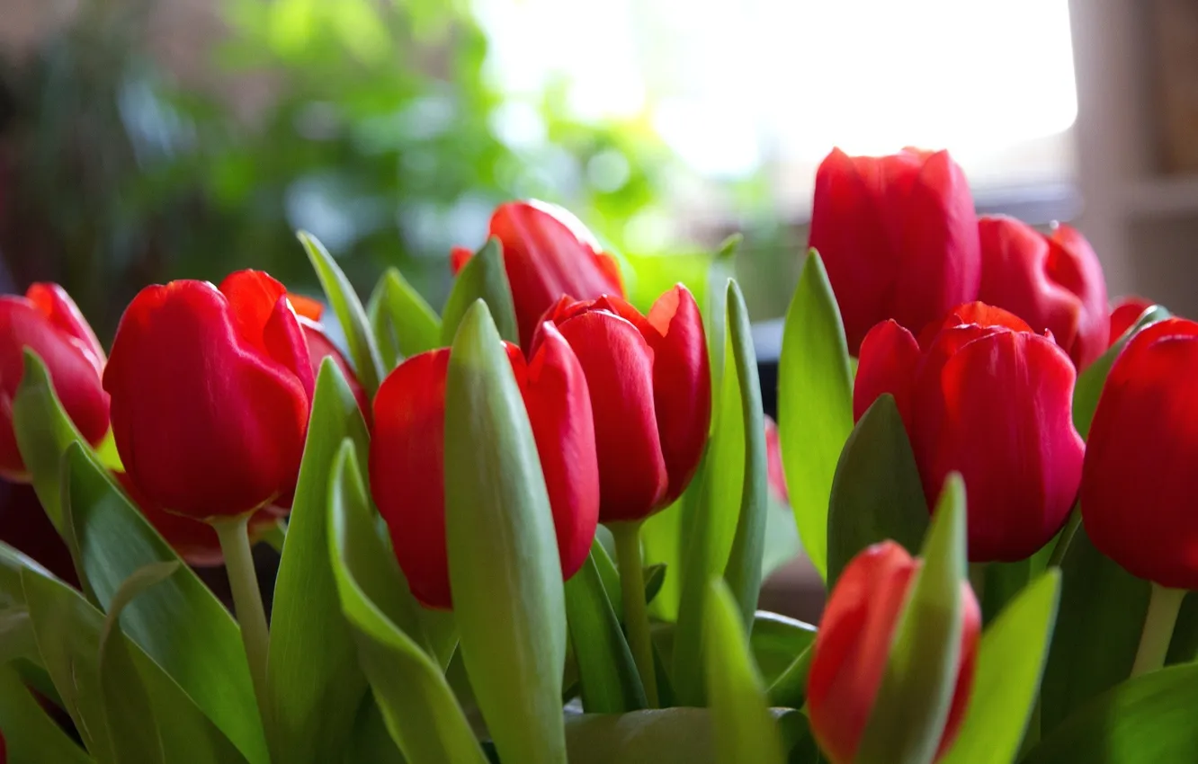 Фото обои цветы, тюльпаны, красные