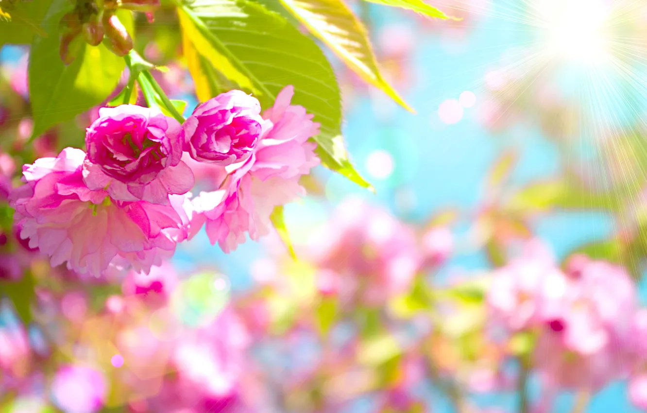 Фото обои цветы, вишня, розовый, Beautiful, цветение, pink, blossom, flowers