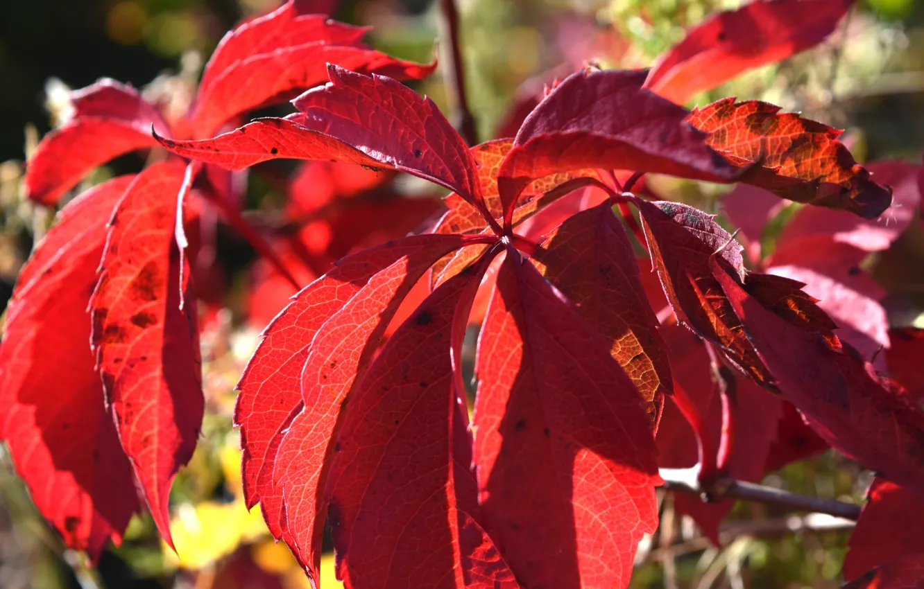 Фото обои листья, красные, осень листя, широформатные