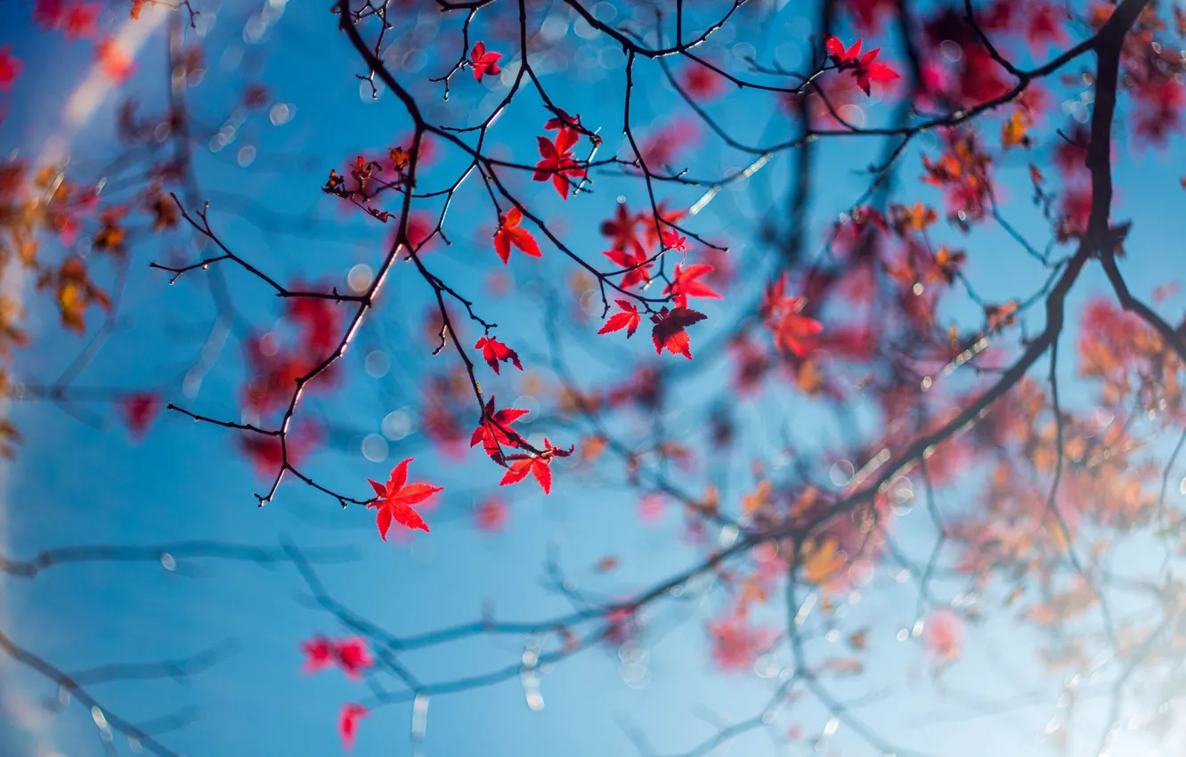 Фото обои осень, небо, листья, макро, ветки