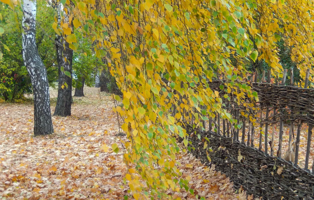 Фото обои осень, трава, листья, widescreen, обои, wallpaper, берёзы, широкоформатные