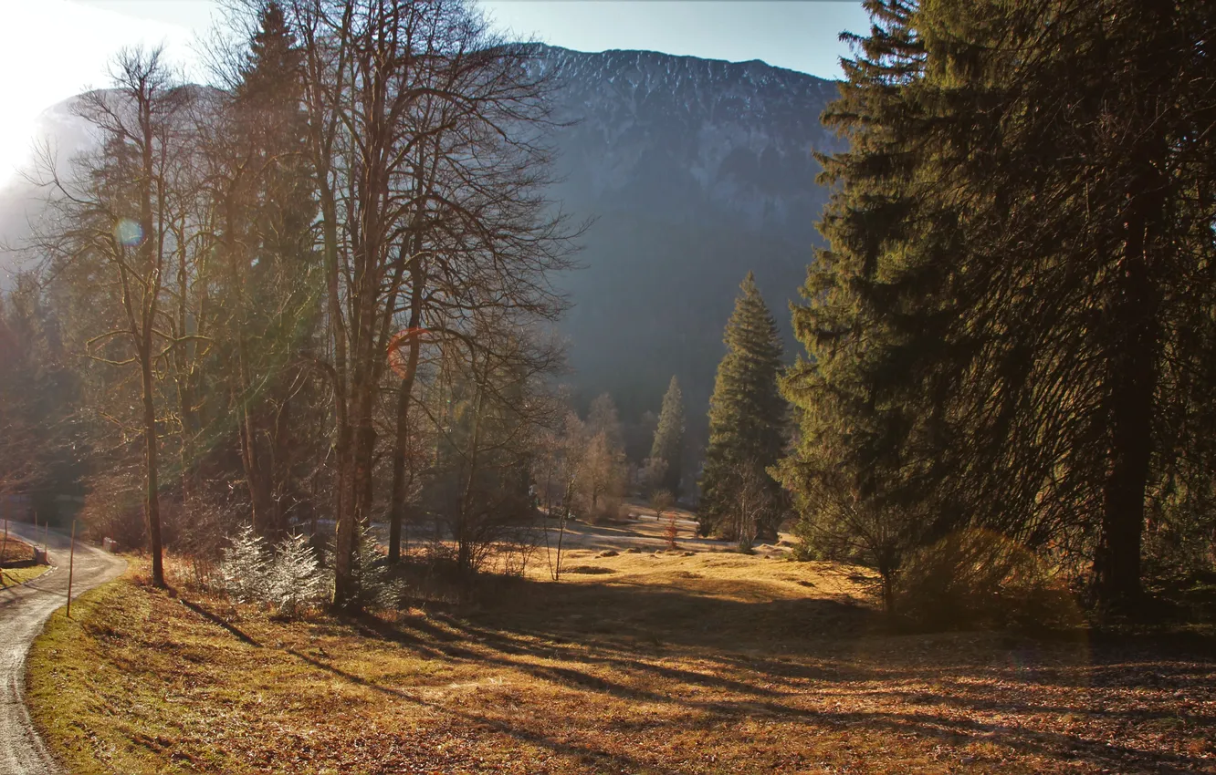Фото обои trees, landscape, sunlight