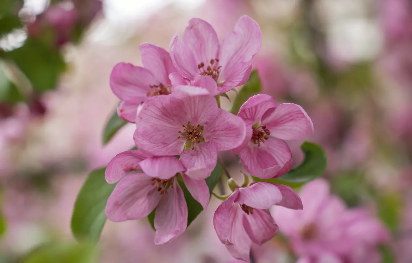 Фото обои розовый, весна, Цветок, яблоня