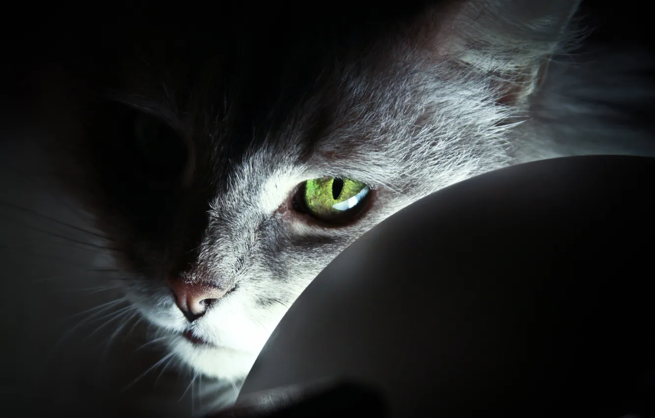 Фото обои light, cat, eye, look, head, feline
