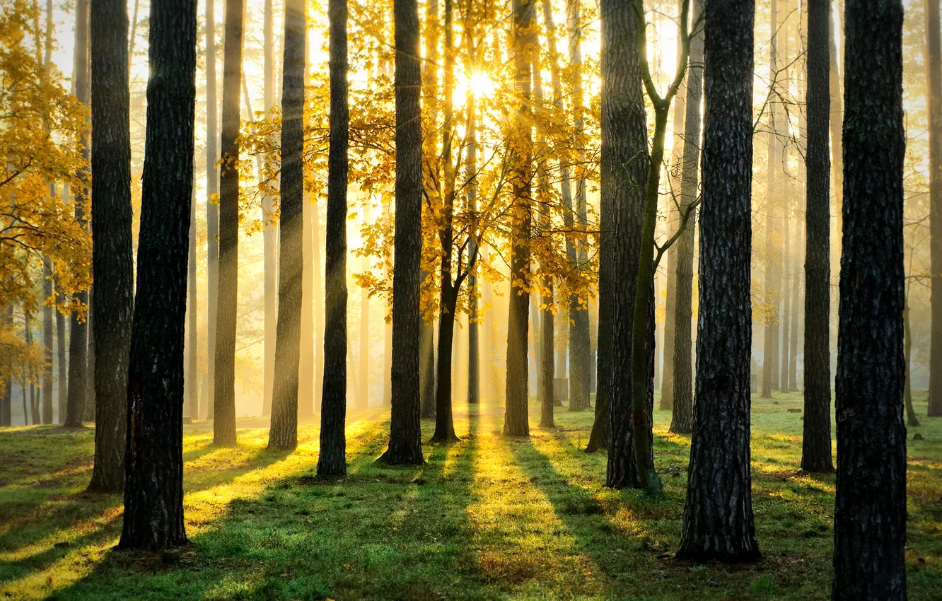 Фото обои лес, свет, деревья