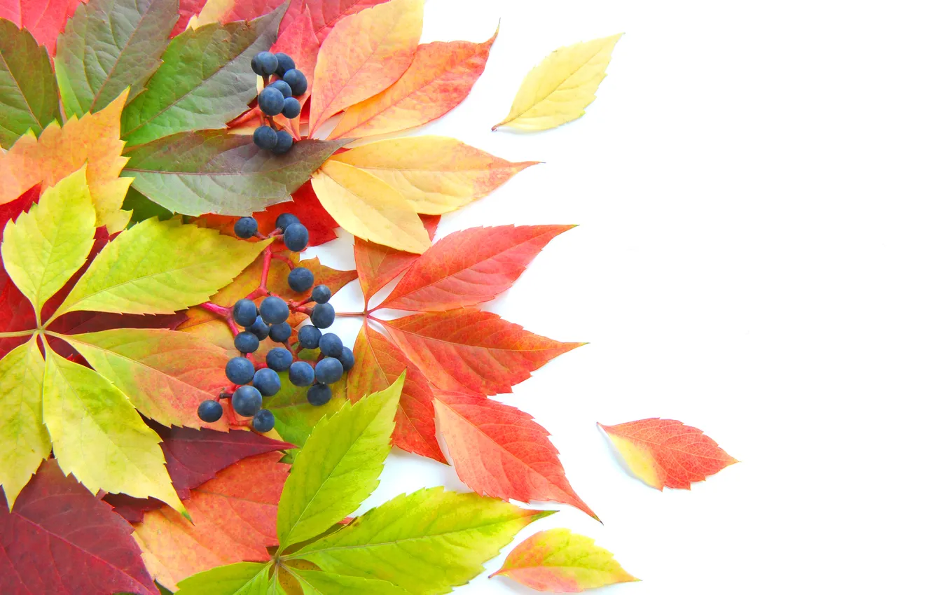 Фото обои осень, листья, ягоды