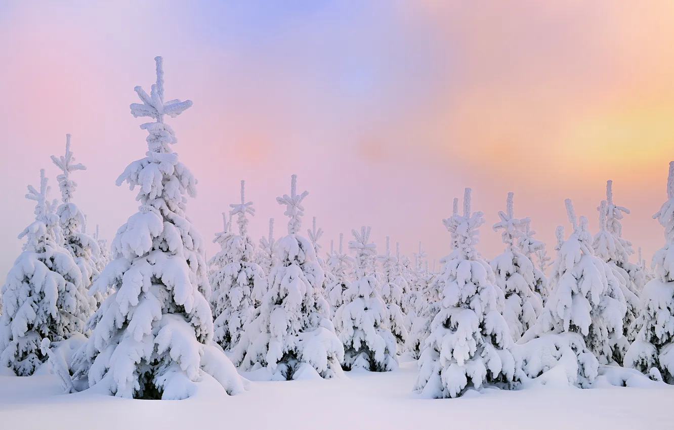 Фото обои зима, снег, рассвет, елки