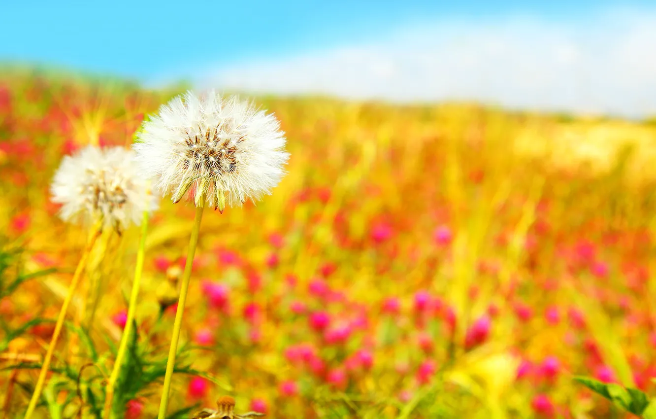 Фото обои поле, небо, цветы, природа, голубое, весна, белые, одуванчики