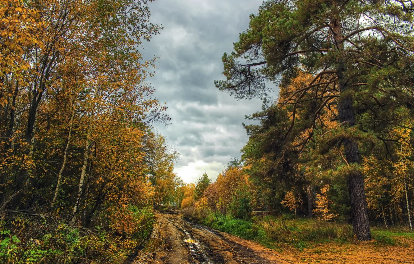 Фото обои дорога, осень, пейзаж