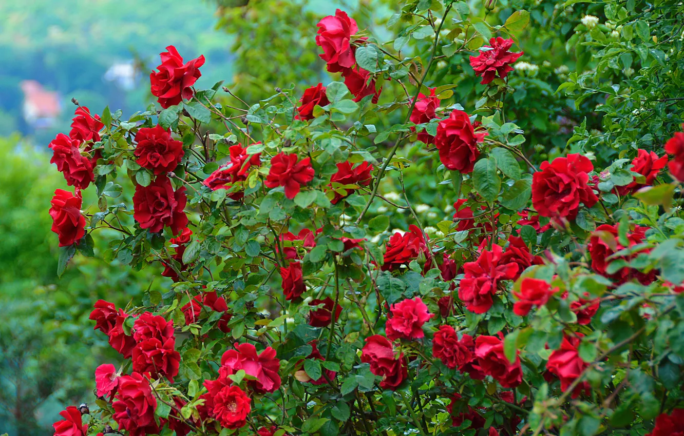 Фото обои цветы, природа, розы, красные, red, rose, кусты, nature