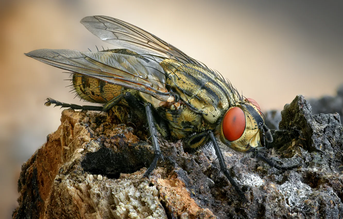 Фото обои eyes, wings, fly