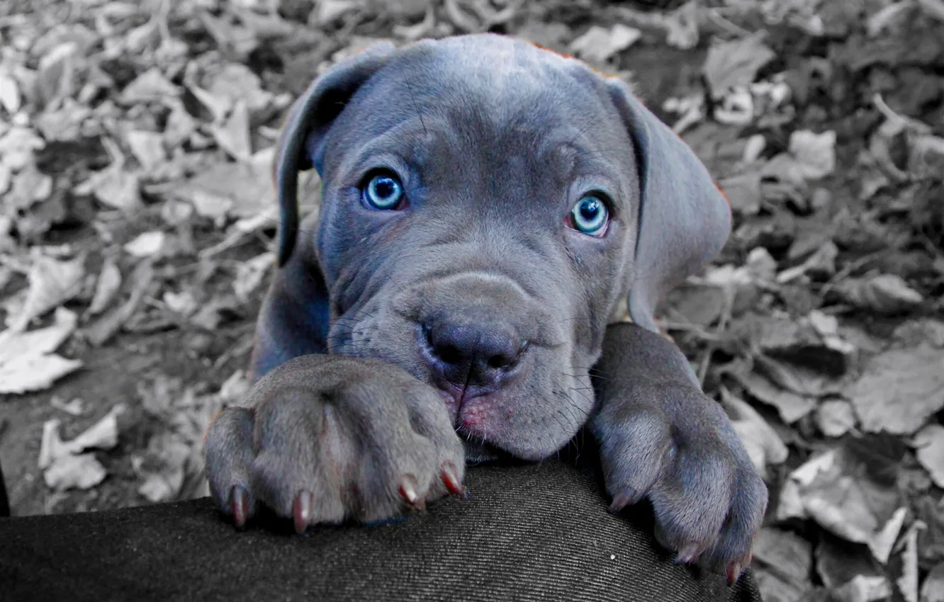 Фото обои взгляд, морда, собака, лапы, щенок, голубые глаза, Кане-корсо