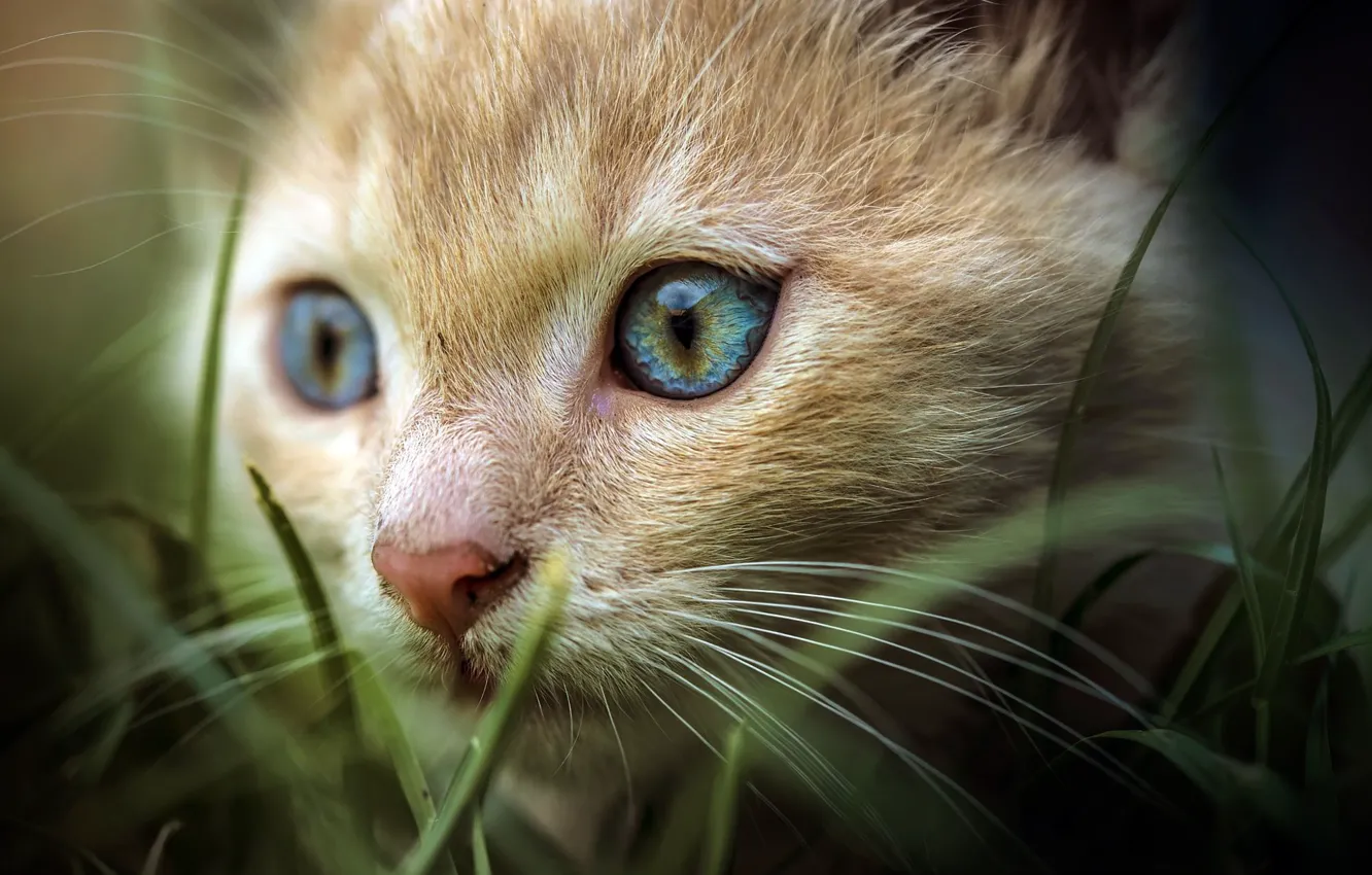Фото обои кошка, трава, глаза, взгляд, котенок, портрет, рыжий, мордочка