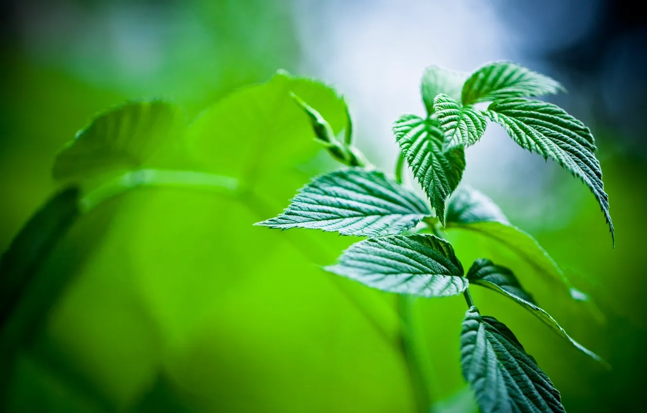Фото обои листья, природа, растения, зелёный, макро мята