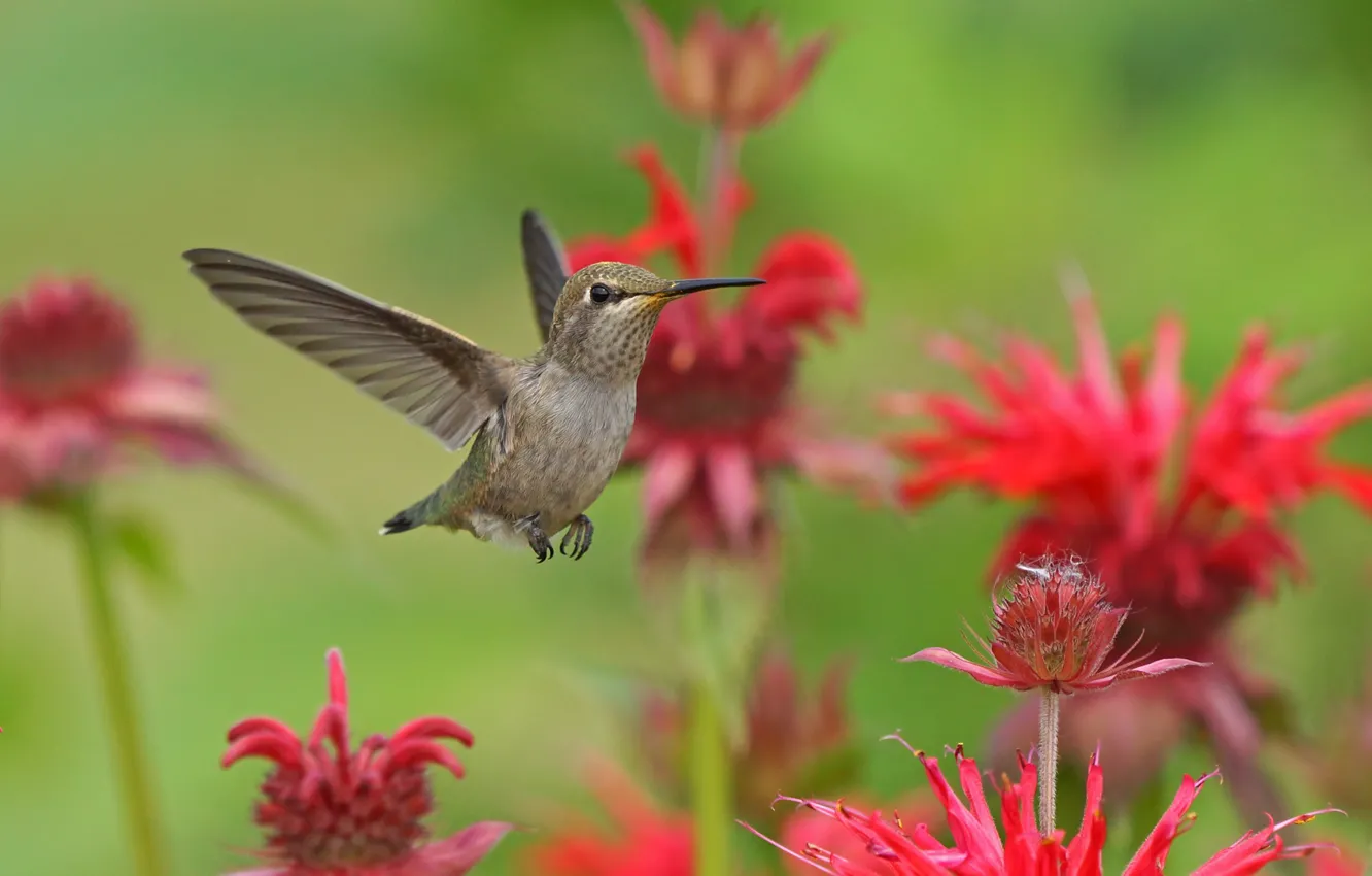 Фото обои цветы, природа, колибри, полёт, птичка
