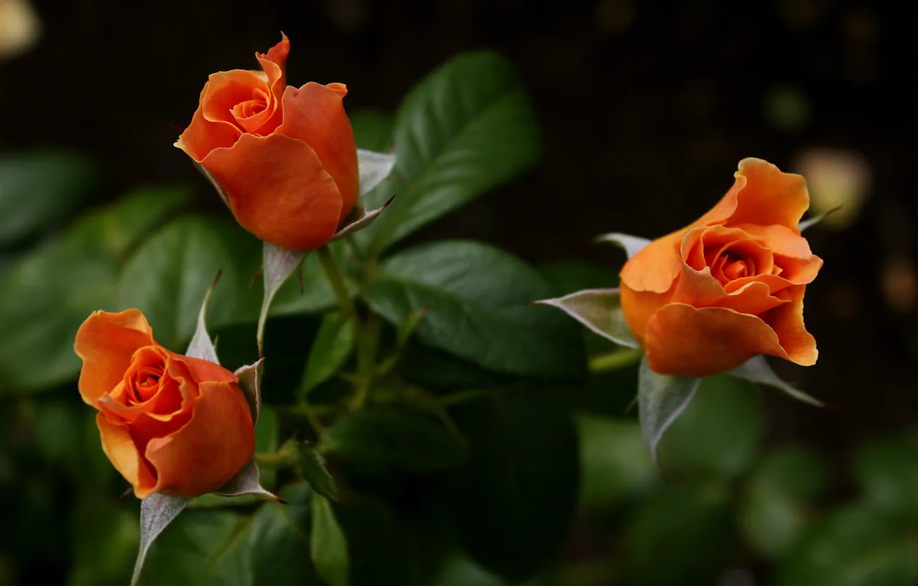 Фото обои оранжевый, розы, букет