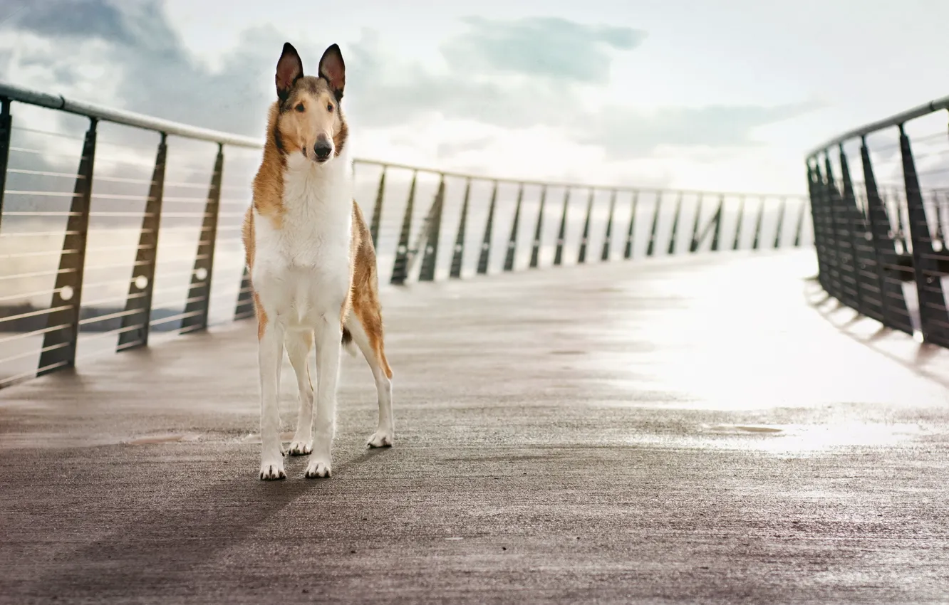 Фото обои мост, фон, собака