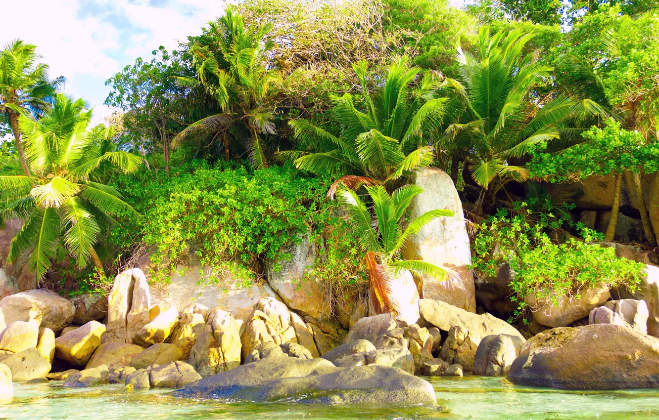 Фото обои природа, тропики, пальмы, экзотика, Tropics nature