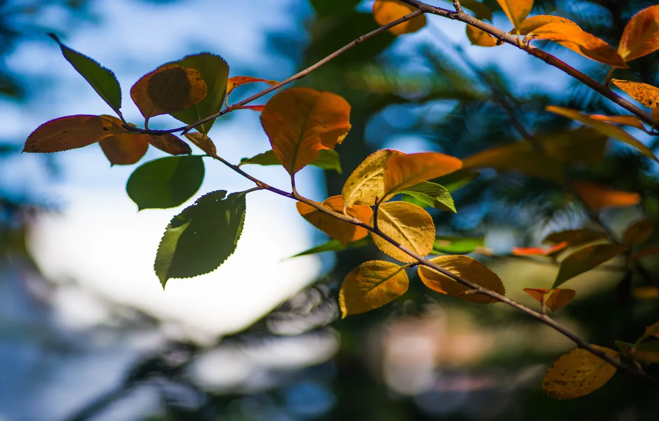 Фото обои осень, фон, ветка, разноцветные листья
