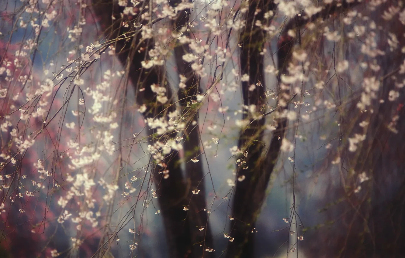 Фото обои деревья, цветы, природа, весна, Вишня, цветение
