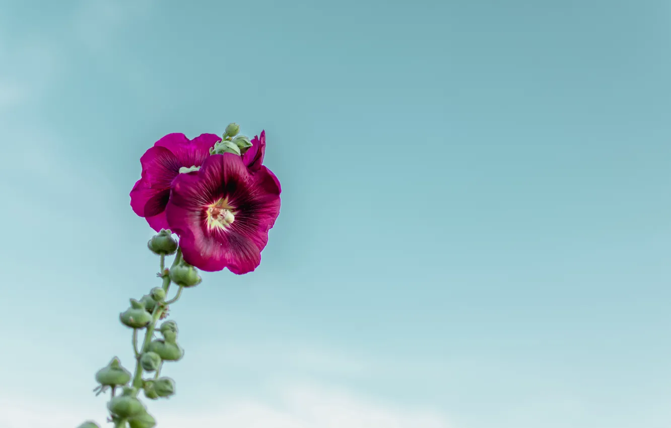 Фото обои flower, sky, macro, blur, purple, bloom, buds, stem