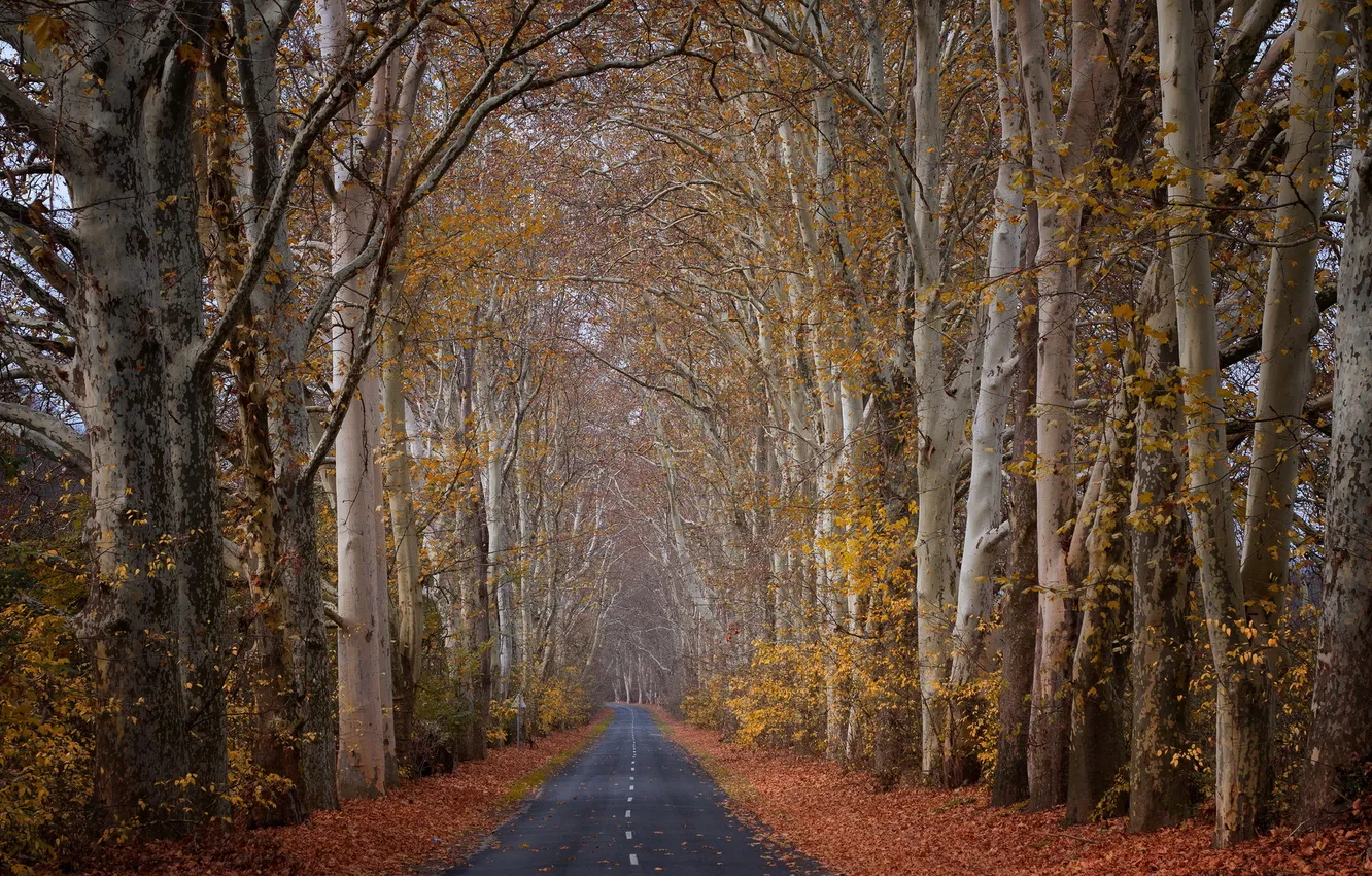 Фото обои дорога, осень, деревья, пейзаж