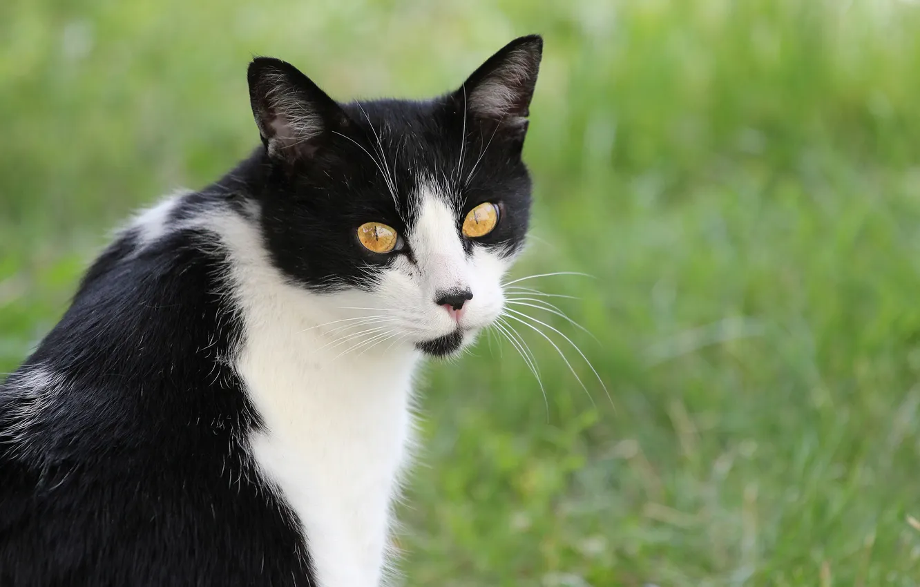 Фото обои кошка, трава, взгляд, смотрит, чёрно - белая