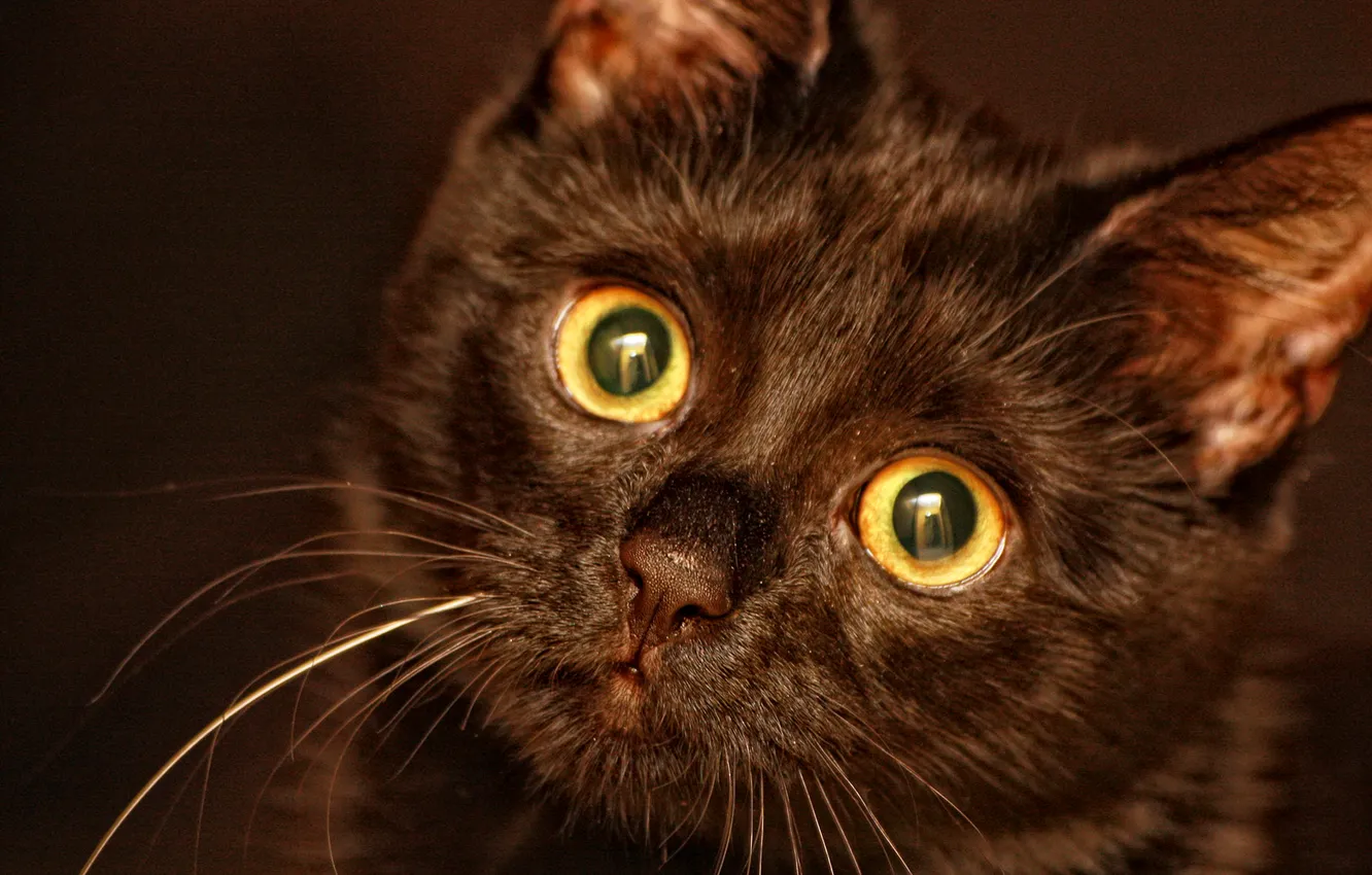 Фото обои глаза, усы, взгляд, котенок, черный, нос