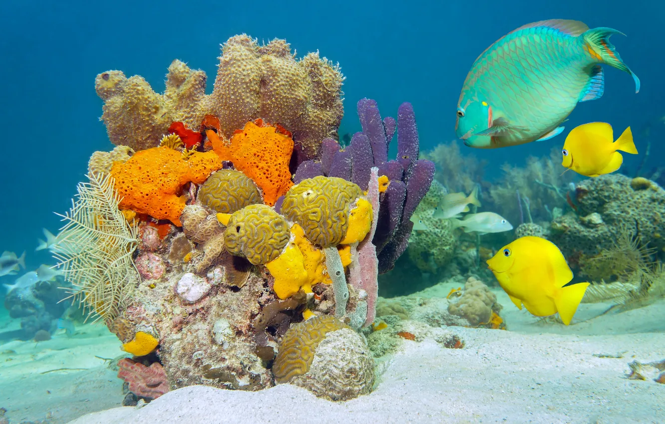 Фото обои море, рыбы, кораллы, морское дно