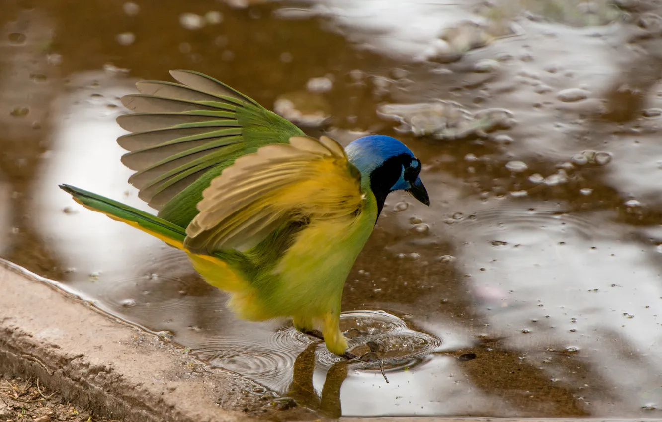 Фото обои вода, птица, крылья, хвост