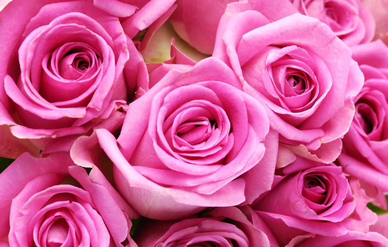 Фото обои цветы, розы, colorful, нежные, flowers, beautiful