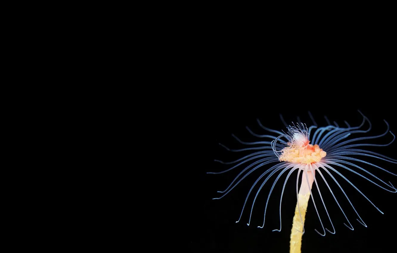 Фото обои черный, медуза, подводный мир