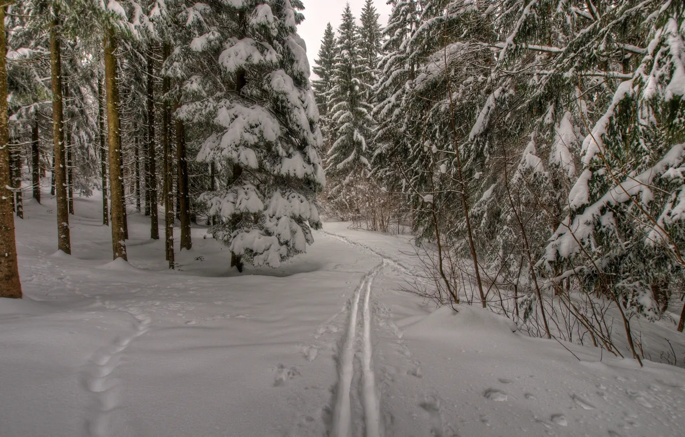 Фото обои зима, лес, снег, деревья, следы, природа, тропа, мороз