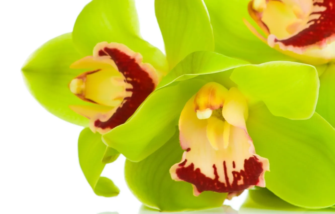 Фото обои макро, цветы, салатовый, орхидеи, цимбидиум