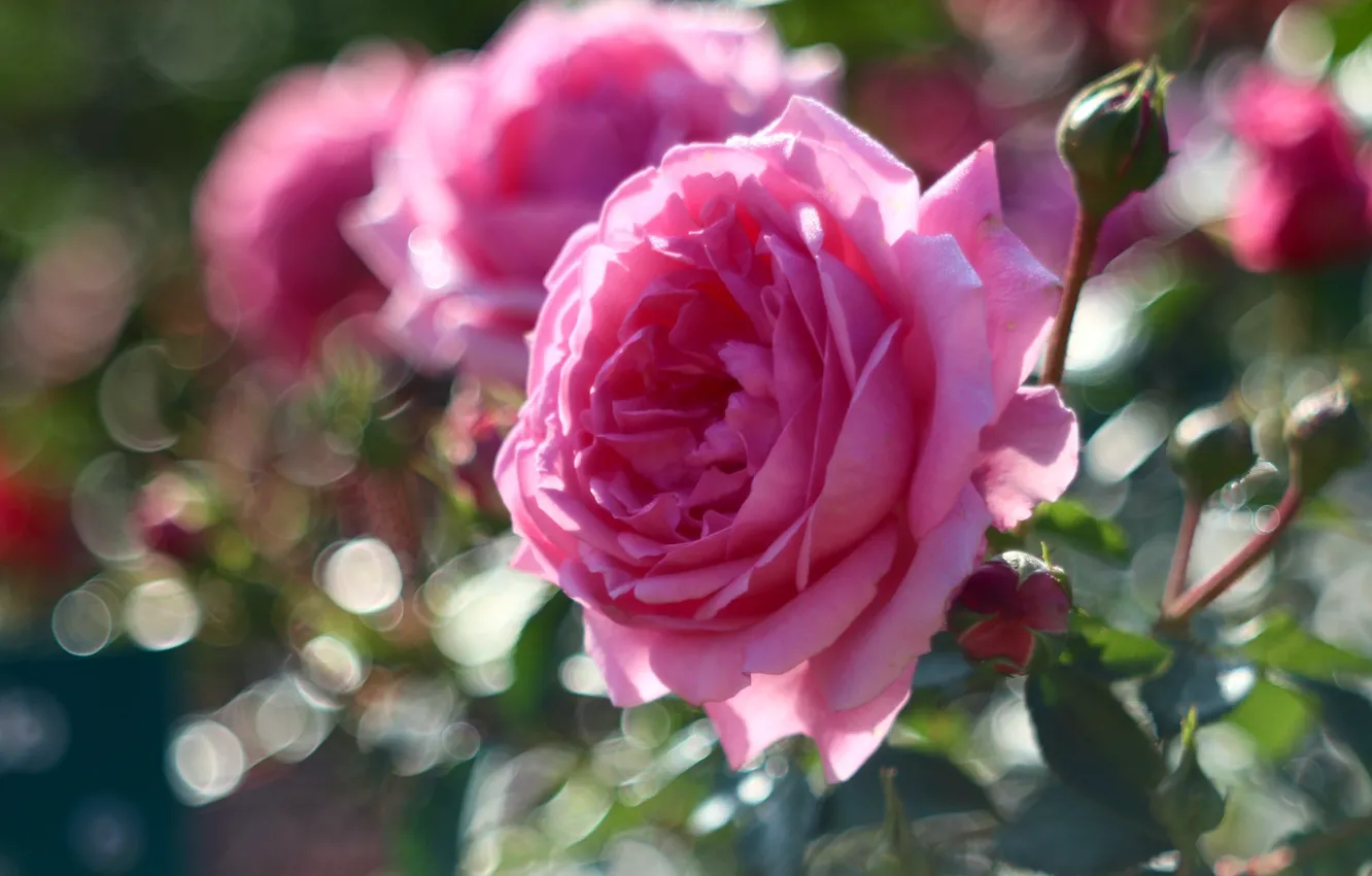 Фото обои макро, розы, розовые