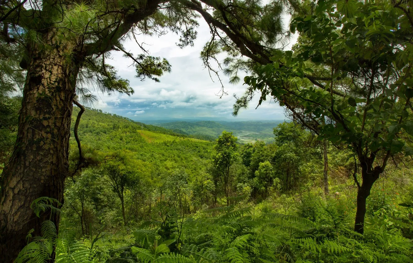 Фото обои зелень, небо, деревья, тропический лес