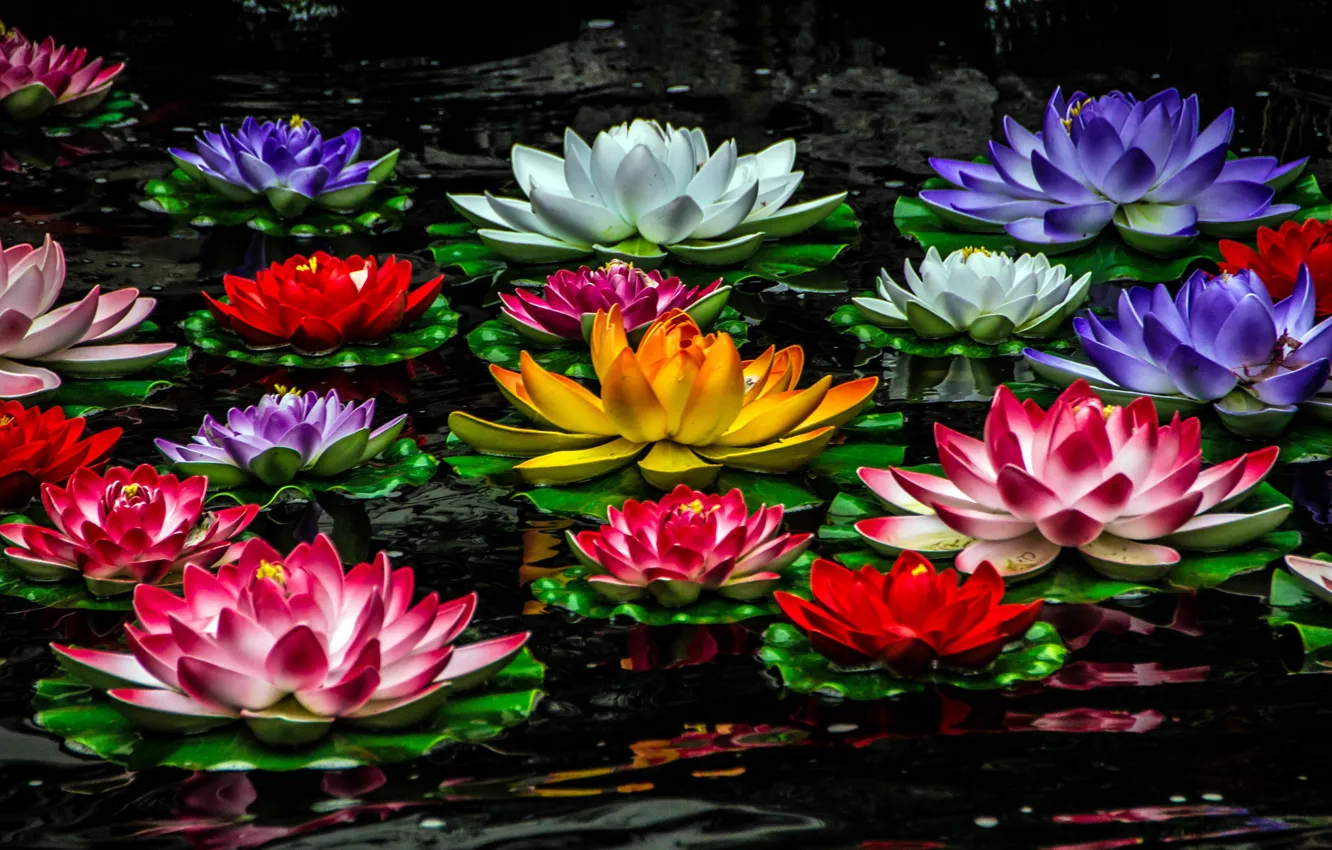 Фото обои лилии, разноцветные, водяные лилии