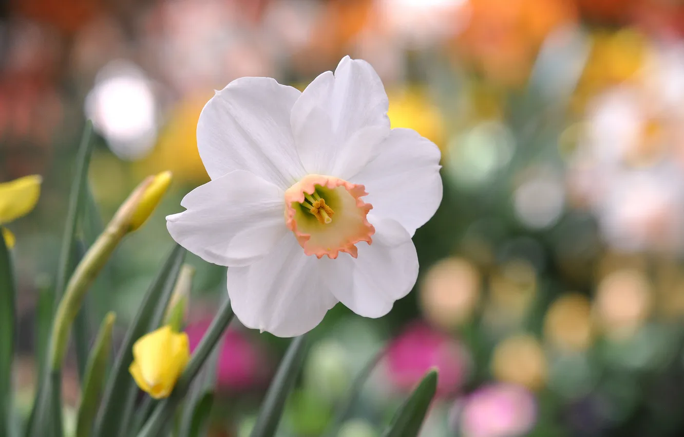 Фото обои цветок, макро, фокус, лепестки, белые, Нарцисс