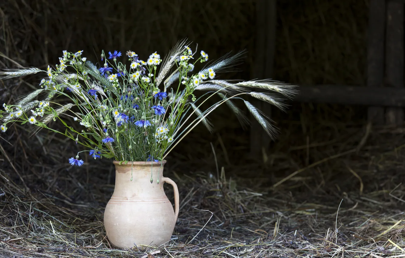 Фото обои ромашки, сено, ваза, колосья, полевые цветы, васильки