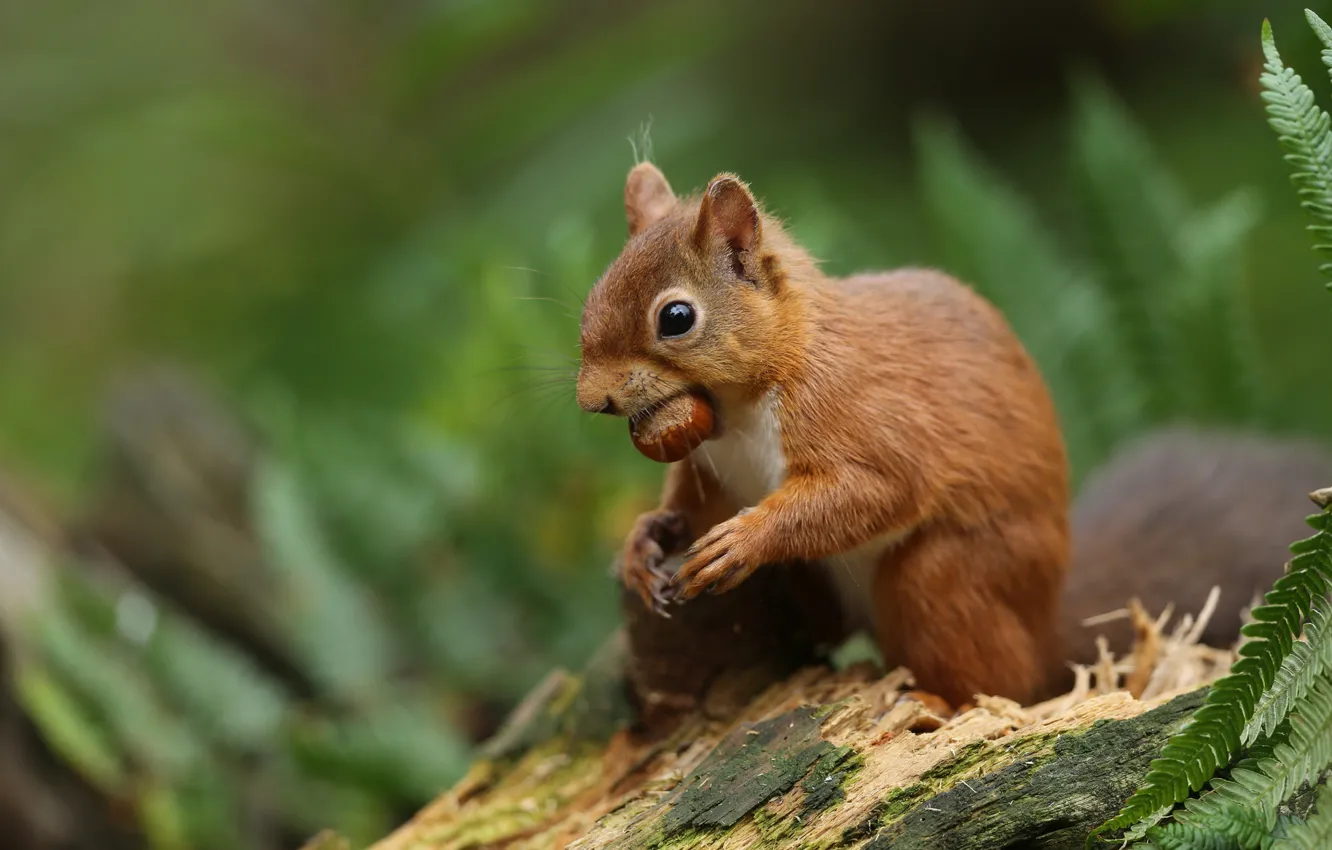 Фото обои белка, рыжая, коряга, орехи