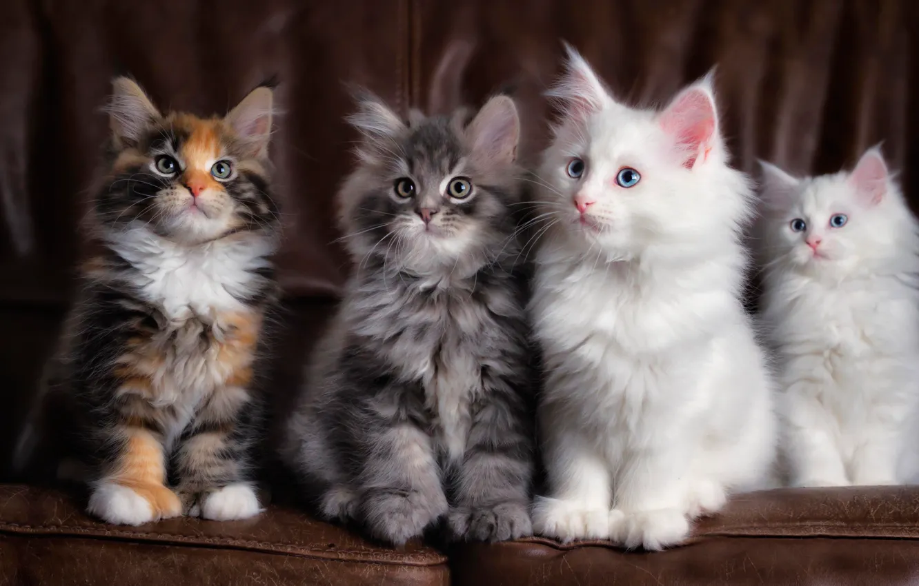 Фото обои четыре, пушистых, котёнка