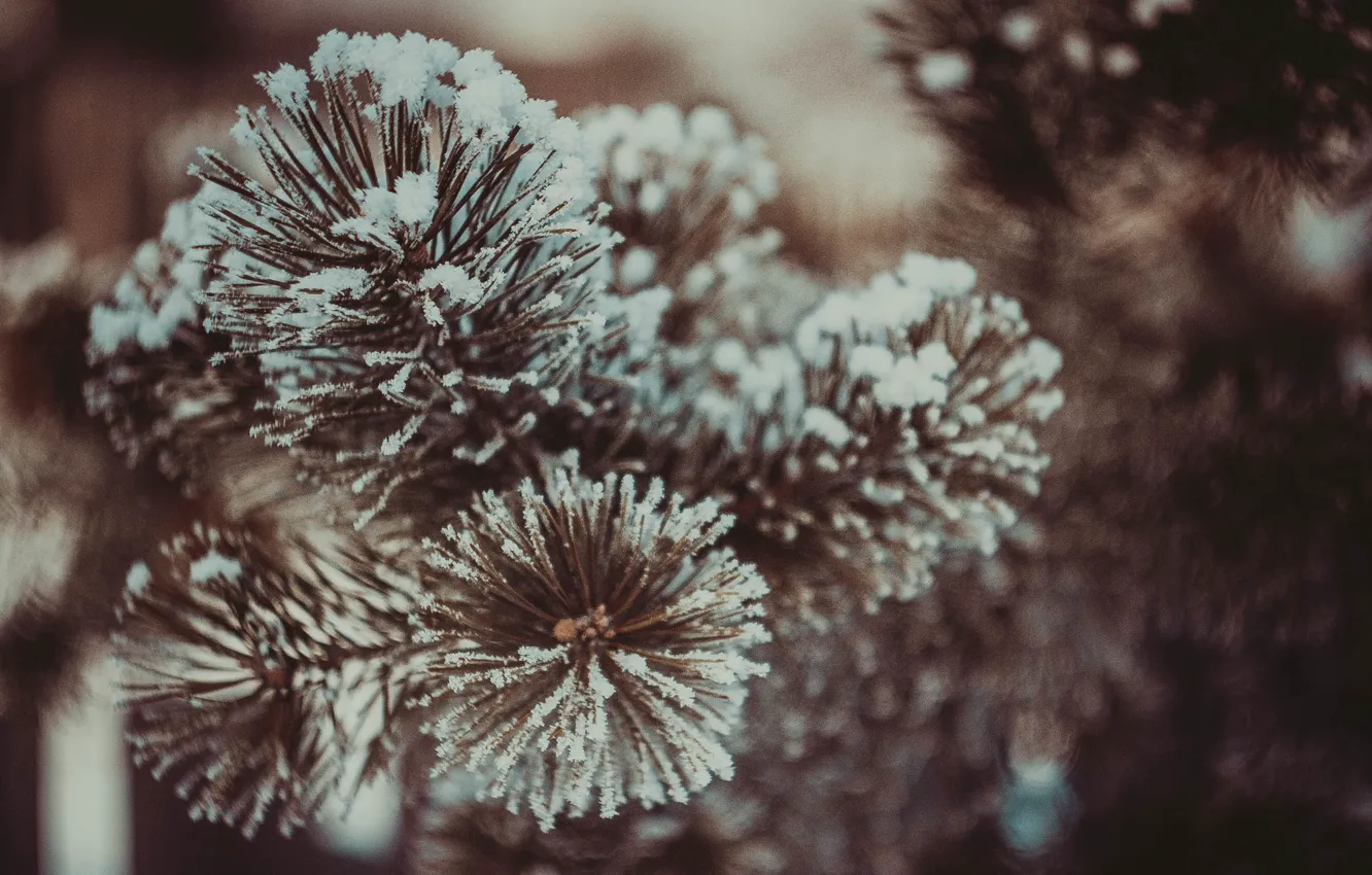 Фото обои зима, зелень, деревья, ель