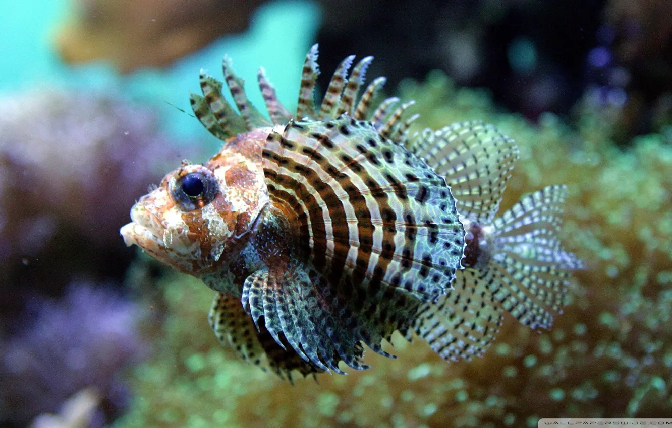 Фото обои Fish, underwater, sea, ocean, exotic