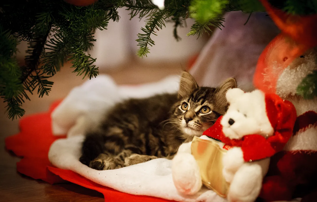 Фото обои кошка, котенок, игрушка, мишка, Новый год, котёнок, тедди