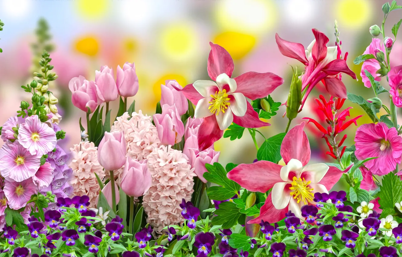 Фото обои Grafika, Kwiaty, tulipan