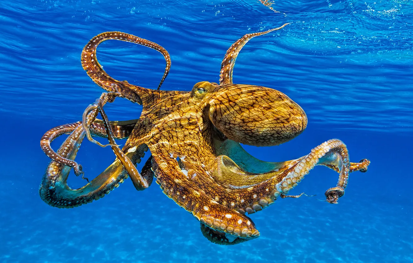 Фото обои море, взгляд, морда, вода, осьминог, щупальца, подводный мир, под водой