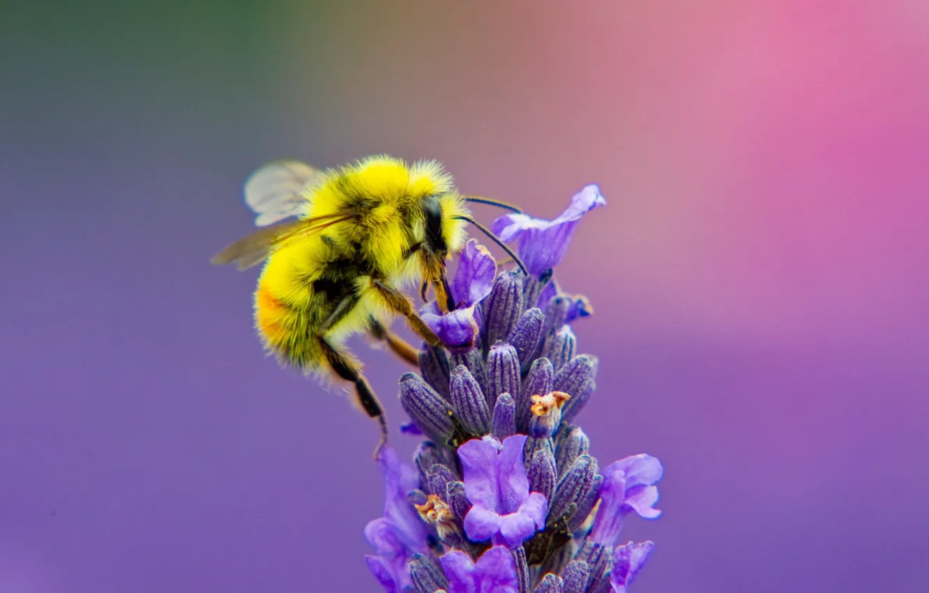 Фото обои цветок, природа, пчела