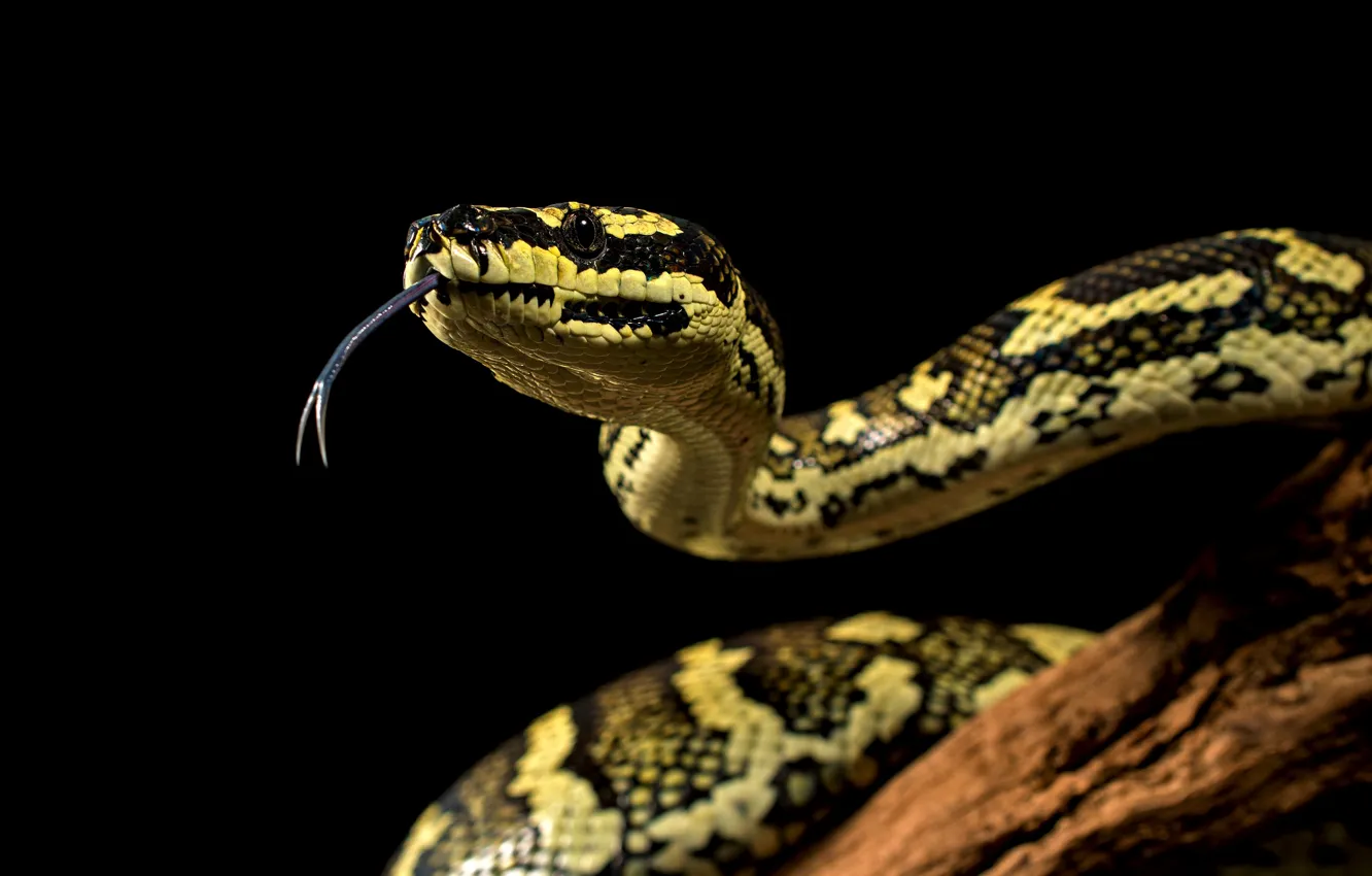 Фото обои желтый, змея, питон