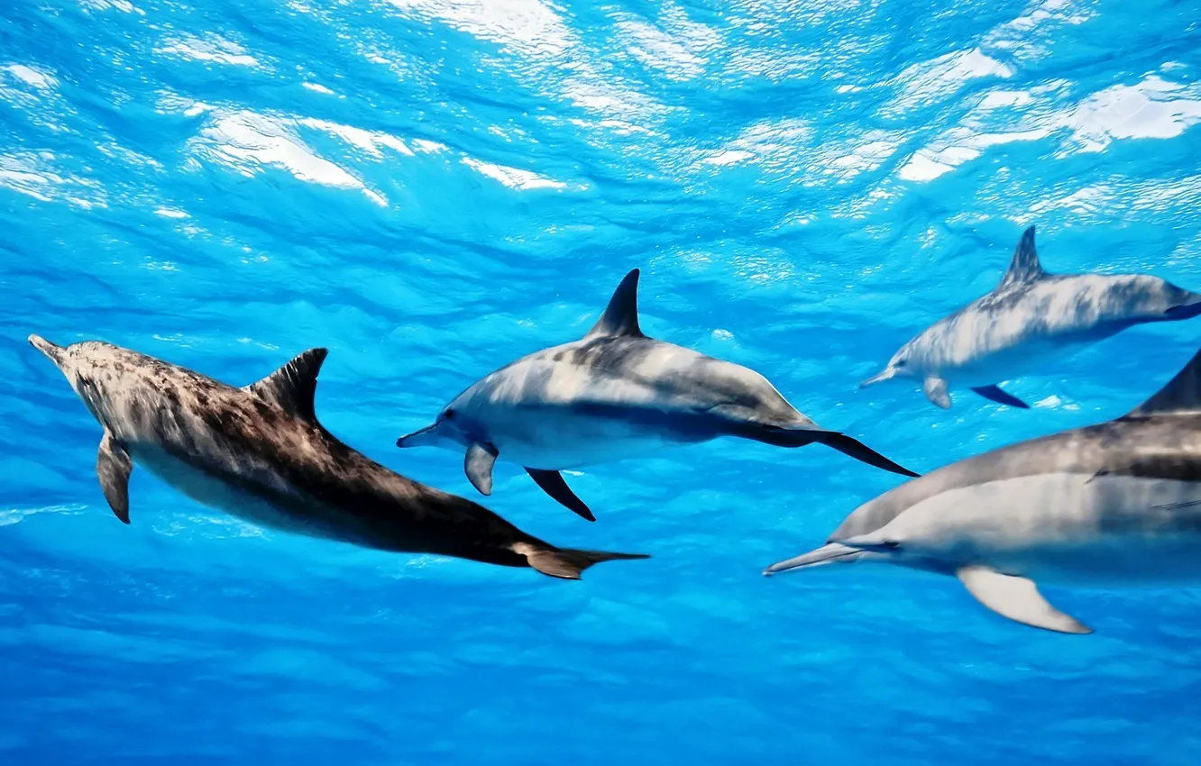 Фото обои море, вода, группа, дельфины