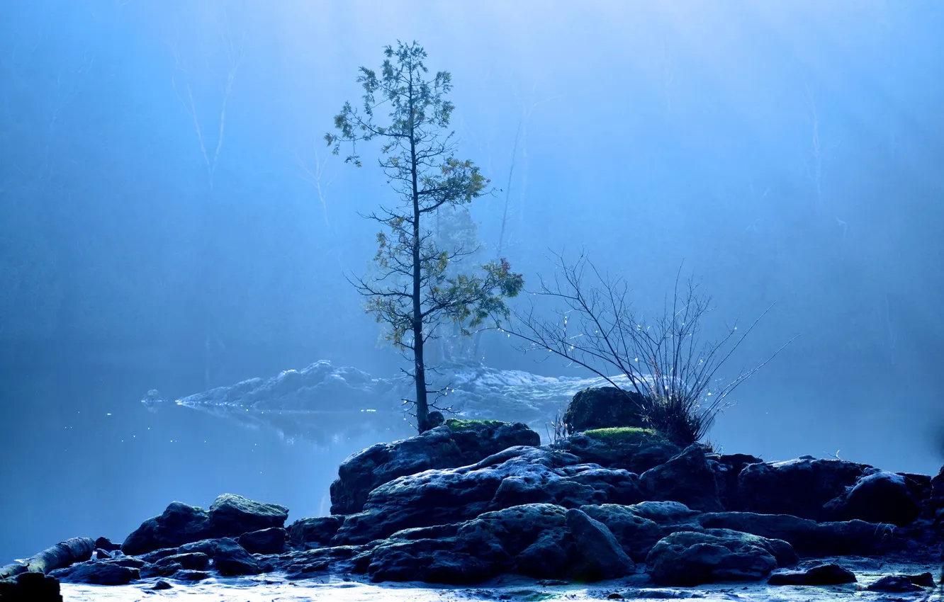 Фото обои туман, озеро, дерево